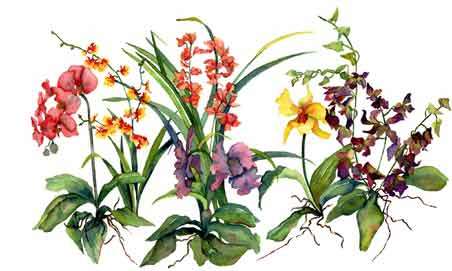 gallery/gal/Watercolors/6-Orchids.jpg