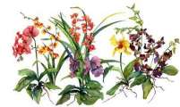 gallery/gal/Watercolors/_thb_6-Orchids.jpg